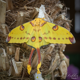 2016-07-29_13-19-02_Copyright_Henk-Dekker.nl_0219