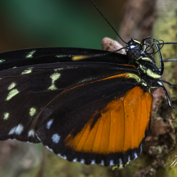 2016-07-29_13-20-36_Copyright_Henk-Dekker.nl_0220