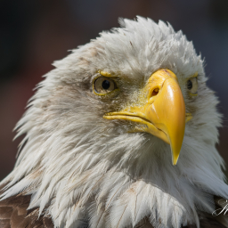 2016-08-05_12-25-45_Copyright_Henk-Dekker.nl_0230