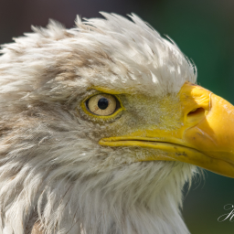 2016-08-05_12-28-21_Copyright_Henk-Dekker.nl_0231