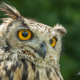 2016-08-05_12-45-17_Copyright_Henk-Dekker.nl_0232