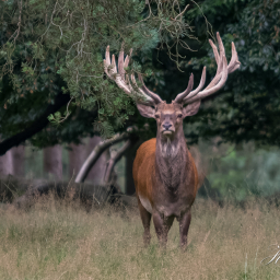 2016-08-05_13-45-45_Copyright_Henk-Dekker.nl_0233