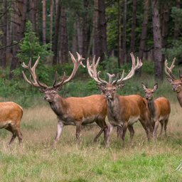 2016-08-05_13-52-06_Copyright_Henk-Dekker.nl_0234