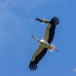 2016-08-15_10-47-54_Copyright_Henk-Dekker.nl_0243