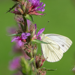 2016-08-16_13-39-20_Copyright_Henk-Dekker.nl_0248