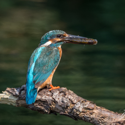 2016-08-26_11-05-24_Copyright_Henk-Dekker.nl_0252