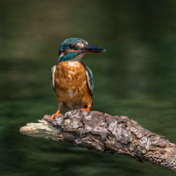 2016-08-26_12-03-22_Copyright_Henk-Dekker.nl_0253