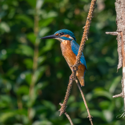 2016-08-26_12-39-26_Copyright_Henk-Dekker.nl_0254