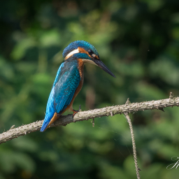 2016-08-26_12-40-37_Copyright_Henk-Dekker.nl_0255