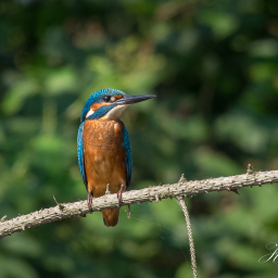 2016-08-26_12-40-49_Copyright_Henk-Dekker.nl_0256
