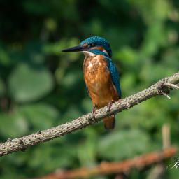 2016-08-26_12-44-00_Copyright_Henk-Dekker.nl_0257