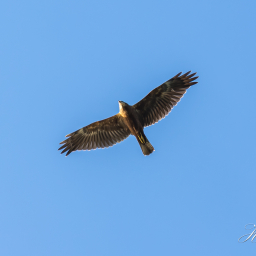 2016-09-07_18-10-26_Copyright_Henk-Dekker.nl_0259