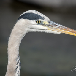 2016-09-18_11-54-41_Copyright_Henk-Dekker.nl_0263