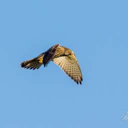 2016-09-27_17-53-30_Copyright_Henk-Dekker.nl_0274