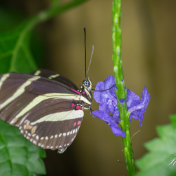 2016-10-12_10-36-11_Copyright_Henk-Dekker.nl_0277