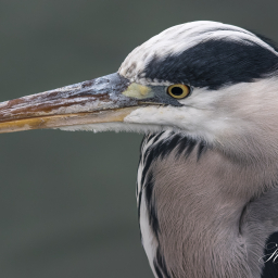 2016-10-12_14-48-18_Copyright_Henk-Dekker.nl_0286