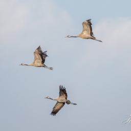 2016-10-14_09-30-27_Copyright_Henk-Dekker.nl_0287