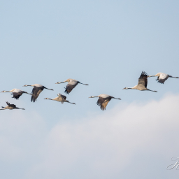 2016-10-14_09-30-38_Copyright_Henk-Dekker.nl_0288