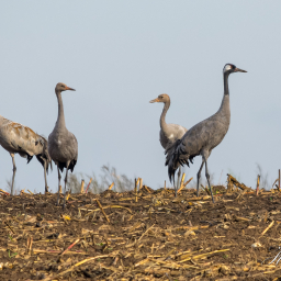 2016-10-14_09-41-30_Copyright_Henk-Dekker.nl_0289