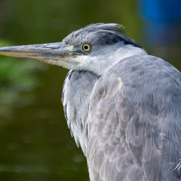 2017-05-02_10-40-58_Copyright_Henk-Dekker.nl_0327