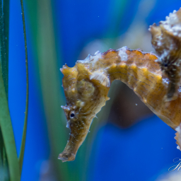 2019-07-23_12-02-30_Copyright_Henk-Dekker.nl_0493