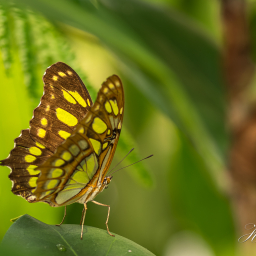 2019-07-29_12-56-39_Copyright_Henk-Dekker.nl_0497