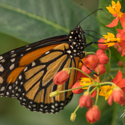 2019-07-29_12-59-33_Copyright_Henk-Dekker.nl_0498