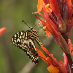 2019-07-29_13-09-14_Copyright_Henk-Dekker.nl_0500
