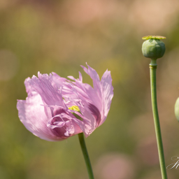 2019-07-29_13-23-33_Copyright_Henk-Dekker.nl_0502
