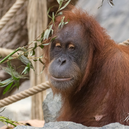 2019-08-05_11-45-18_Copyright_Henk-Dekker.nl_0510