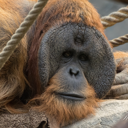 2019-08-05_11-48-07_Copyright_Henk-Dekker.nl_0511