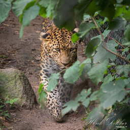 2019-08-05_12-17-58_Copyright_Henk-Dekker.nl_0513