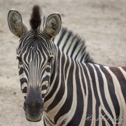 2019-08-05_13-38-34_Copyright_Henk-Dekker.nl_0515