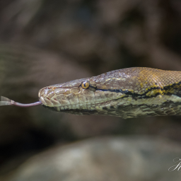 2019-08-05_14-40-23_Copyright_Henk-Dekker.nl_0520