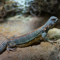 2019-08-05_14-46-19_Copyright_Henk-Dekker.nl_0521