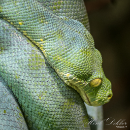 2019-08-05_14-48-56_Copyright_Henk-Dekker.nl_0523