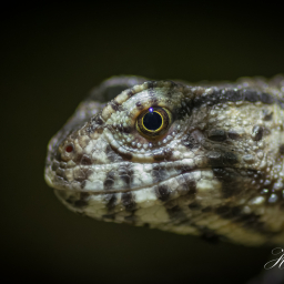 2019-08-05_14-52-37_Copyright_Henk-Dekker.nl_0524