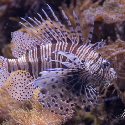 2019-08-05_15-09-16_Copyright_Henk-Dekker.nl_0525