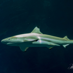 2019-08-05_15-11-39_Copyright_Henk-Dekker.nl_0526