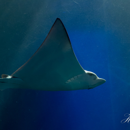 2019-08-05_15-16-04_Copyright_Henk-Dekker.nl_0527