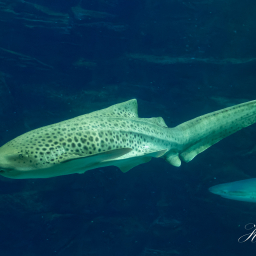 2019-08-05_15-23-45_Copyright_Henk-Dekker.nl_0528