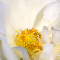 2019-08-11_09-21-16_Copyright_Henk-Dekker.nl_0529