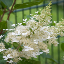 2019-08-11_09-21-53_Copyright_Henk-Dekker.nl_0530