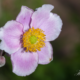 2019-08-11_09-22-48_Copyright_Henk-Dekker.nl_0531