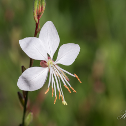 2019-08-11_09-50-16_Copyright_Henk-Dekker.nl_0532