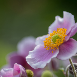 2019-08-11_10-31-03_Copyright_Henk-Dekker.nl_0534