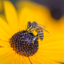 2019-08-11_10-42-01_Copyright_Henk-Dekker.nl_0536