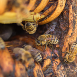 2019-08-11_11-17-46_Copyright_Henk-Dekker.nl_0537