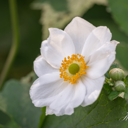 2019-08-11_11-21-51_Copyright_Henk-Dekker.nl_0538