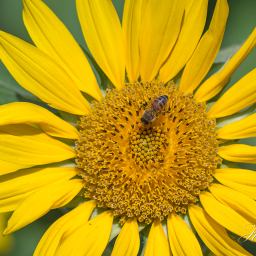 2019-08-11_11-41-41_Copyright_Henk-Dekker.nl_0540